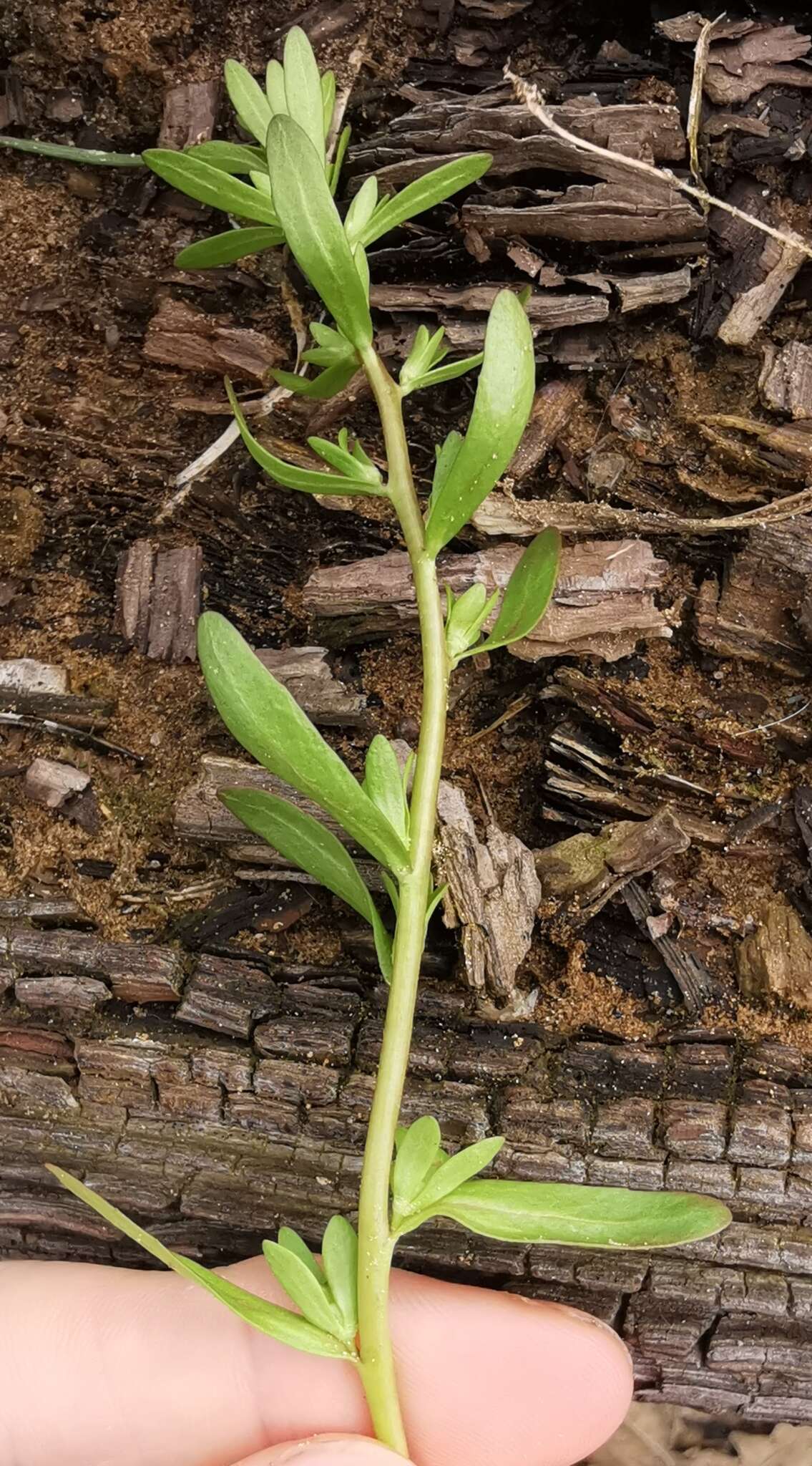 Image of neckweed