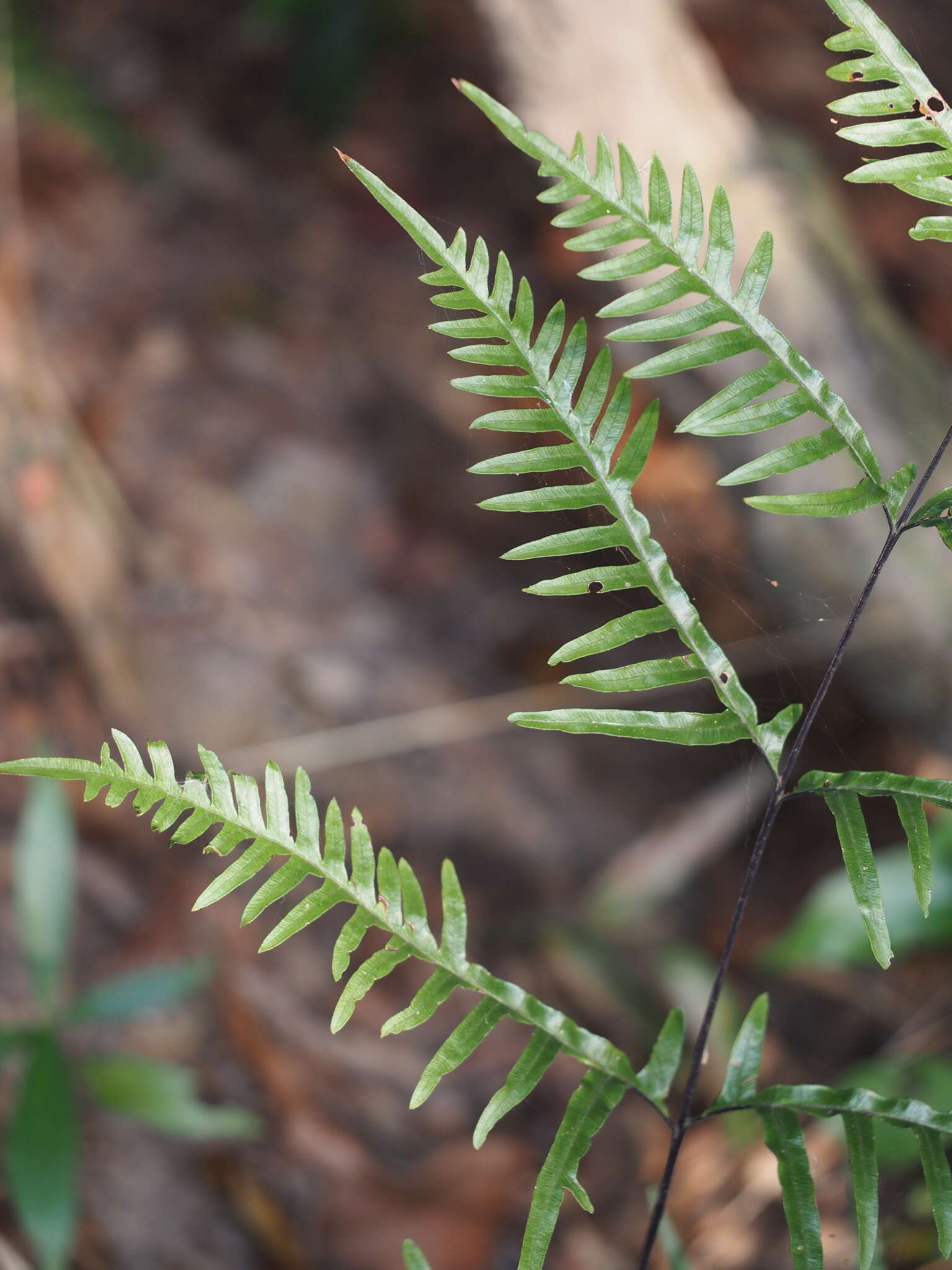 Sivun Pteris semipinnata L. kuva