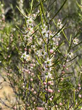 Image of Philotheca deserti (E. Pritz.) Paul G. Wilson