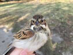 Image of Emberiza schoeniclus stresemanni Steinbacher 1930