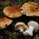 Image of Cortinarius balteatoalbus Rob. Henry 1958