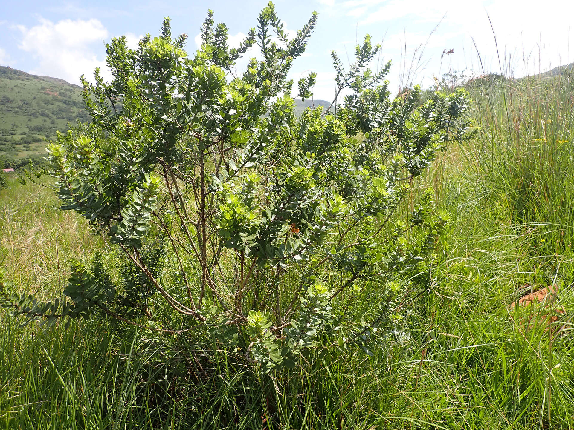 Image of Otholobium polystictum (Harv.) C. H. Stirt.