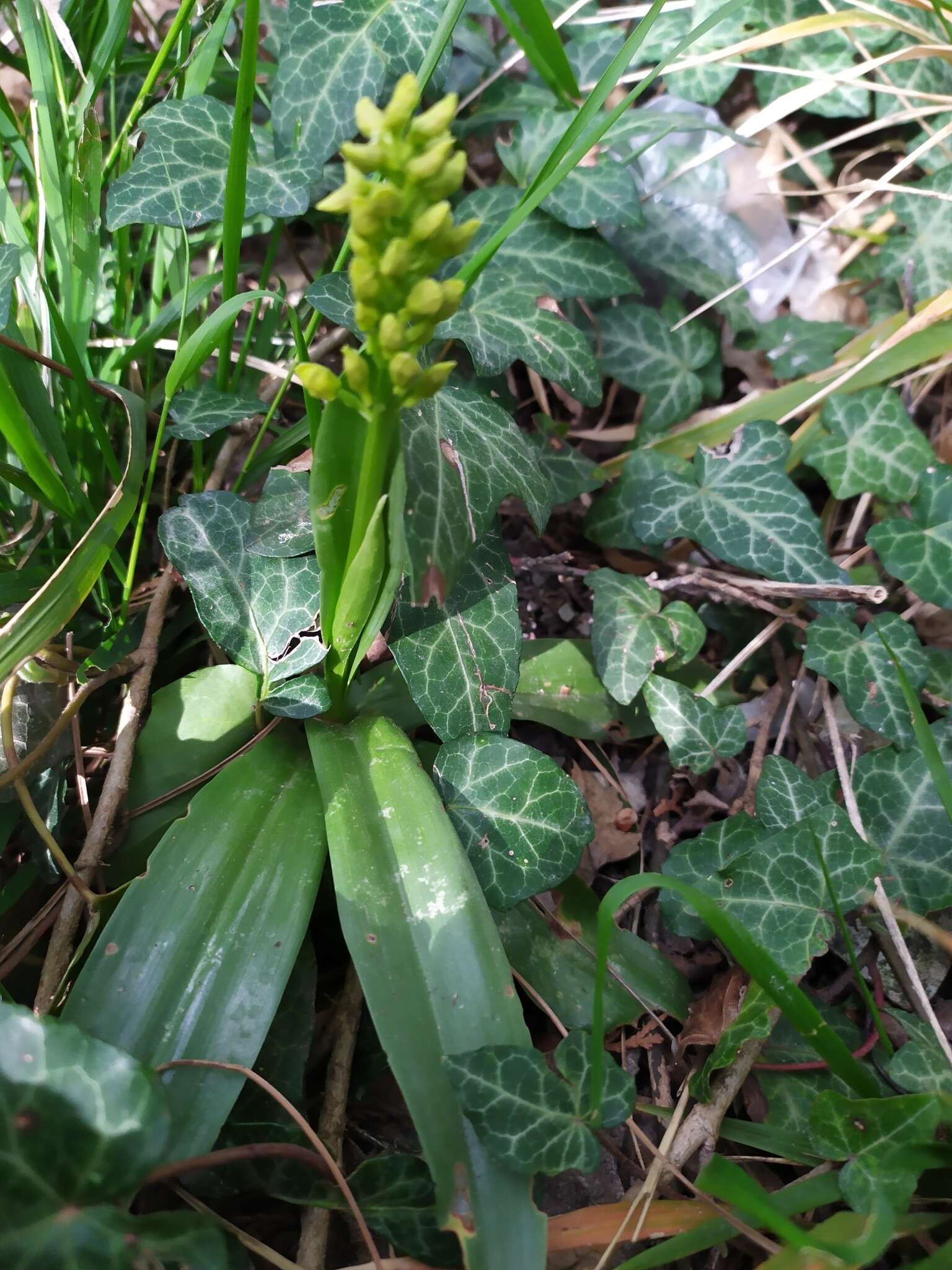 Image of Small-dotted Orchis