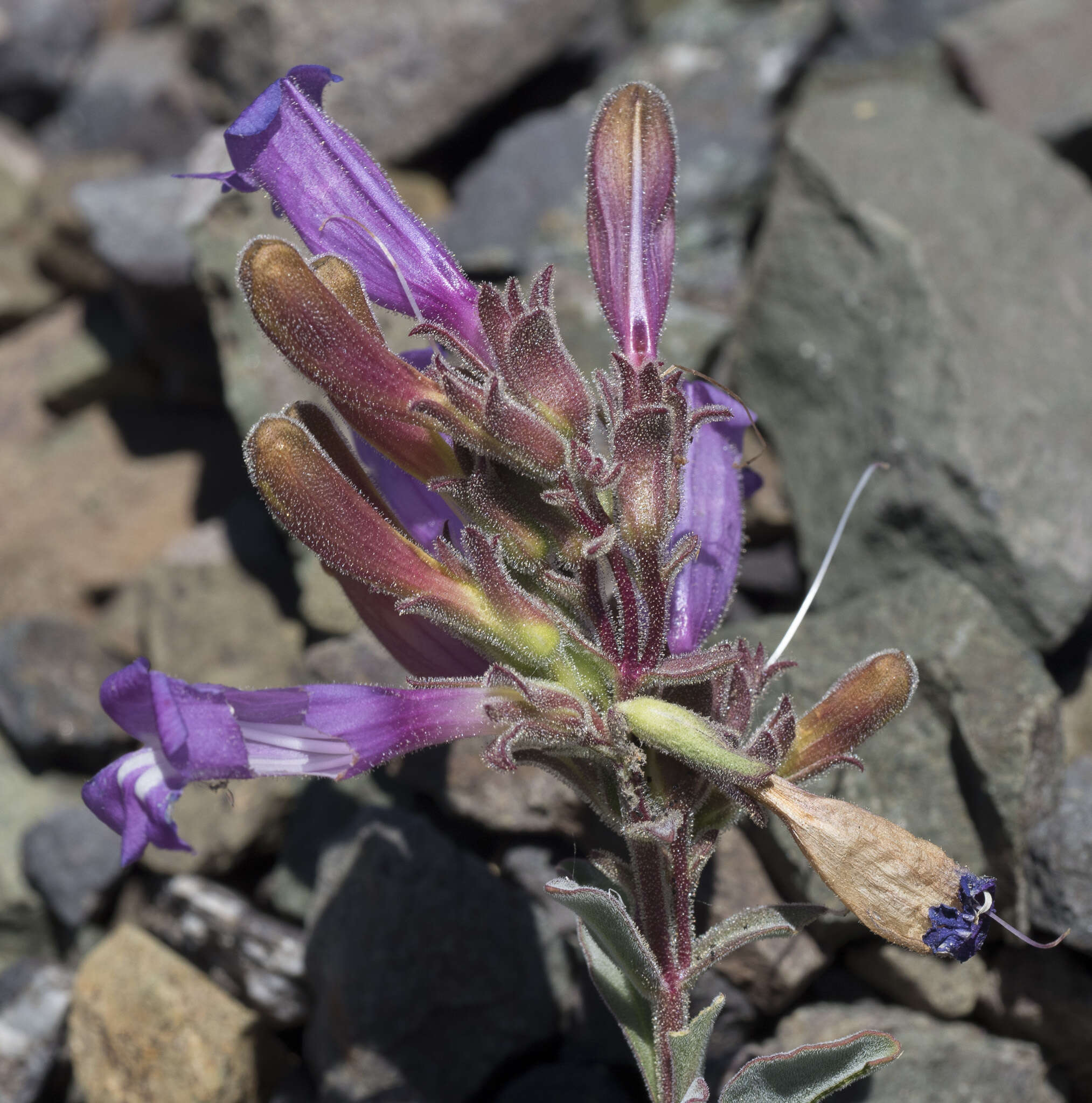 Image of Snow Mountain beardtongue