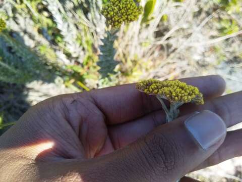 Image of Helichrysum albanense Hilliard