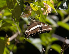 Image of Papilio delalandei Godart (1824)