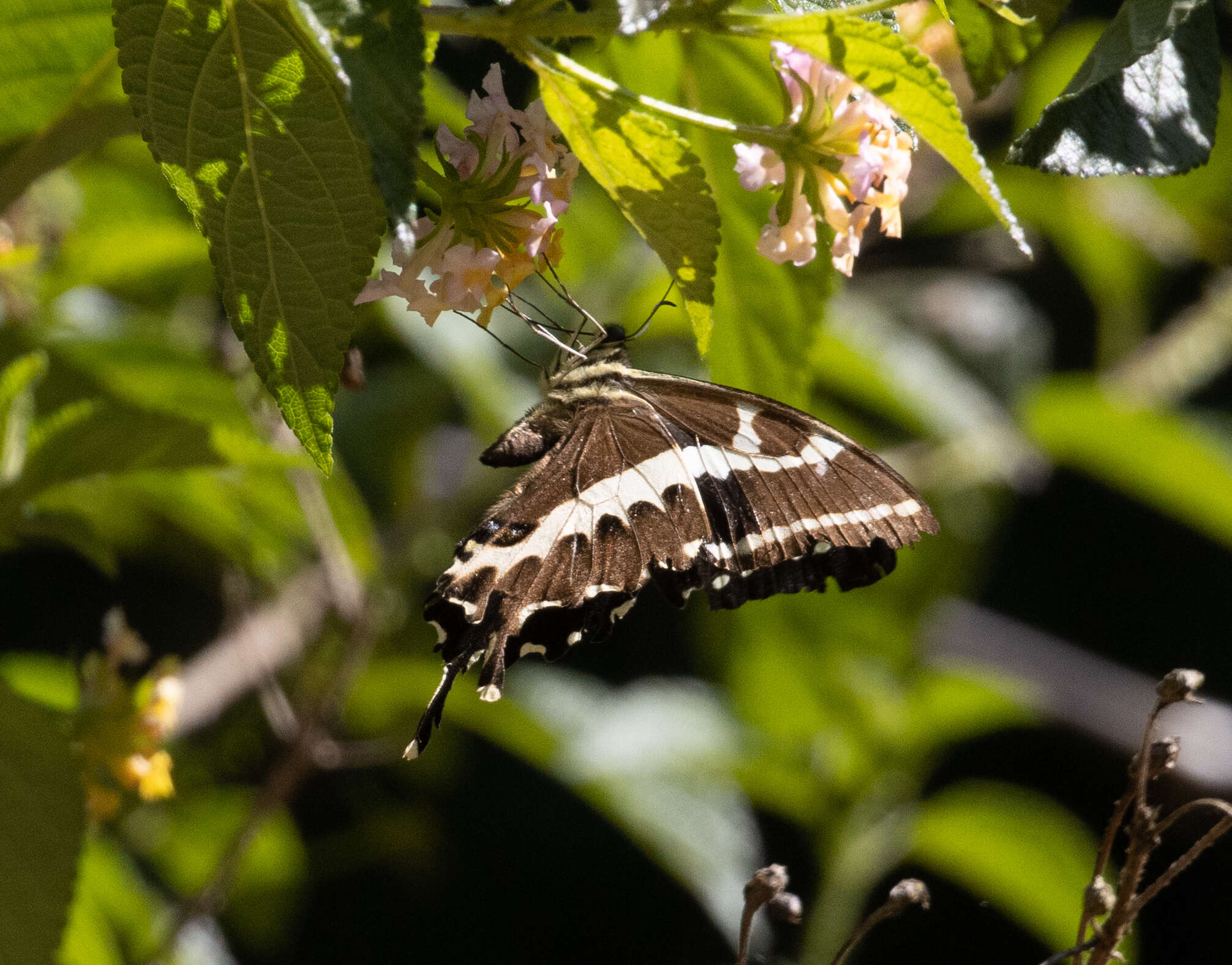 Image of Papilio delalandei Godart (1824)