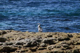 Image de Anhinga d'Australie