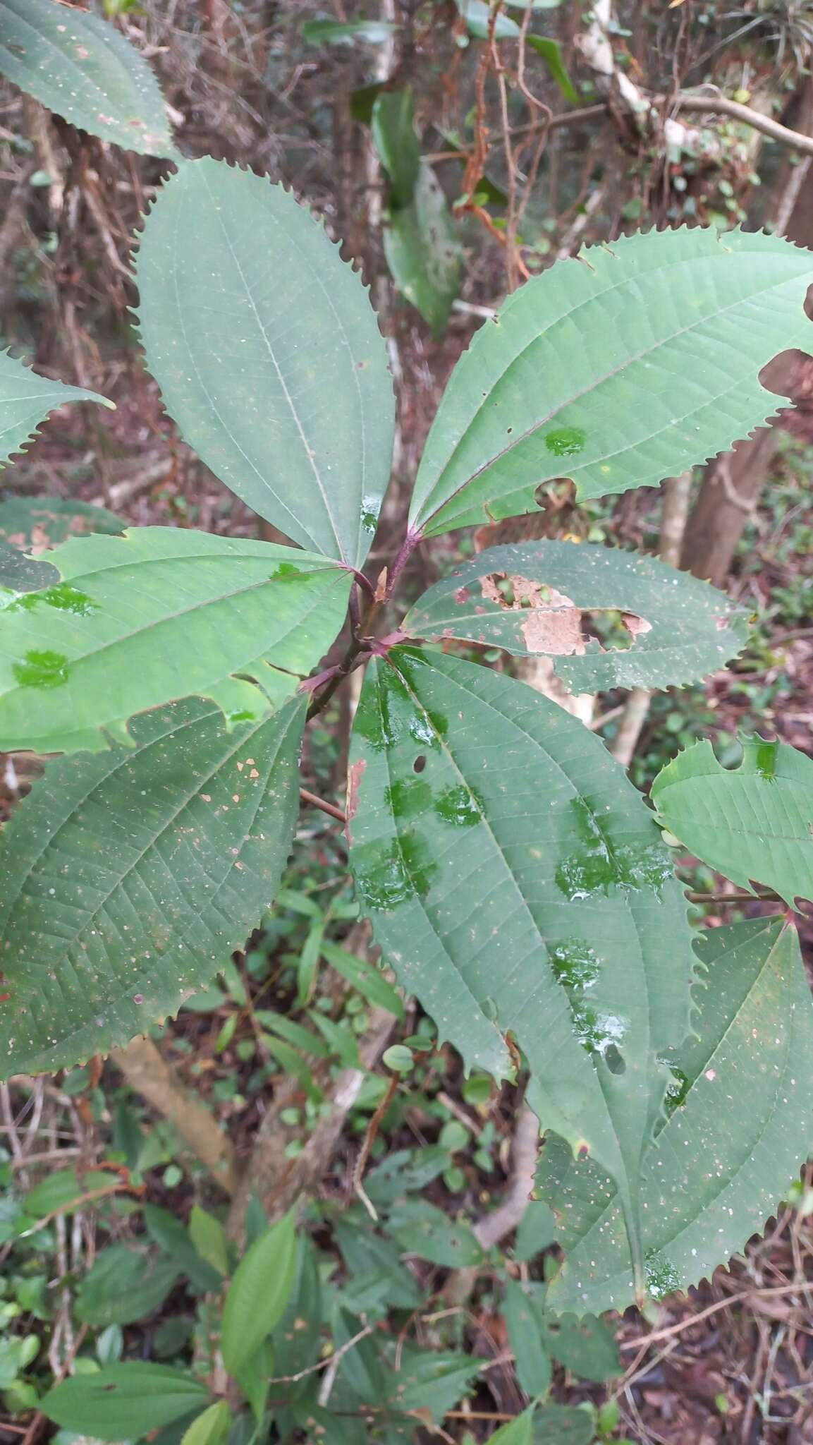 Image of Miconia pusilliflora (DC.) Naud.