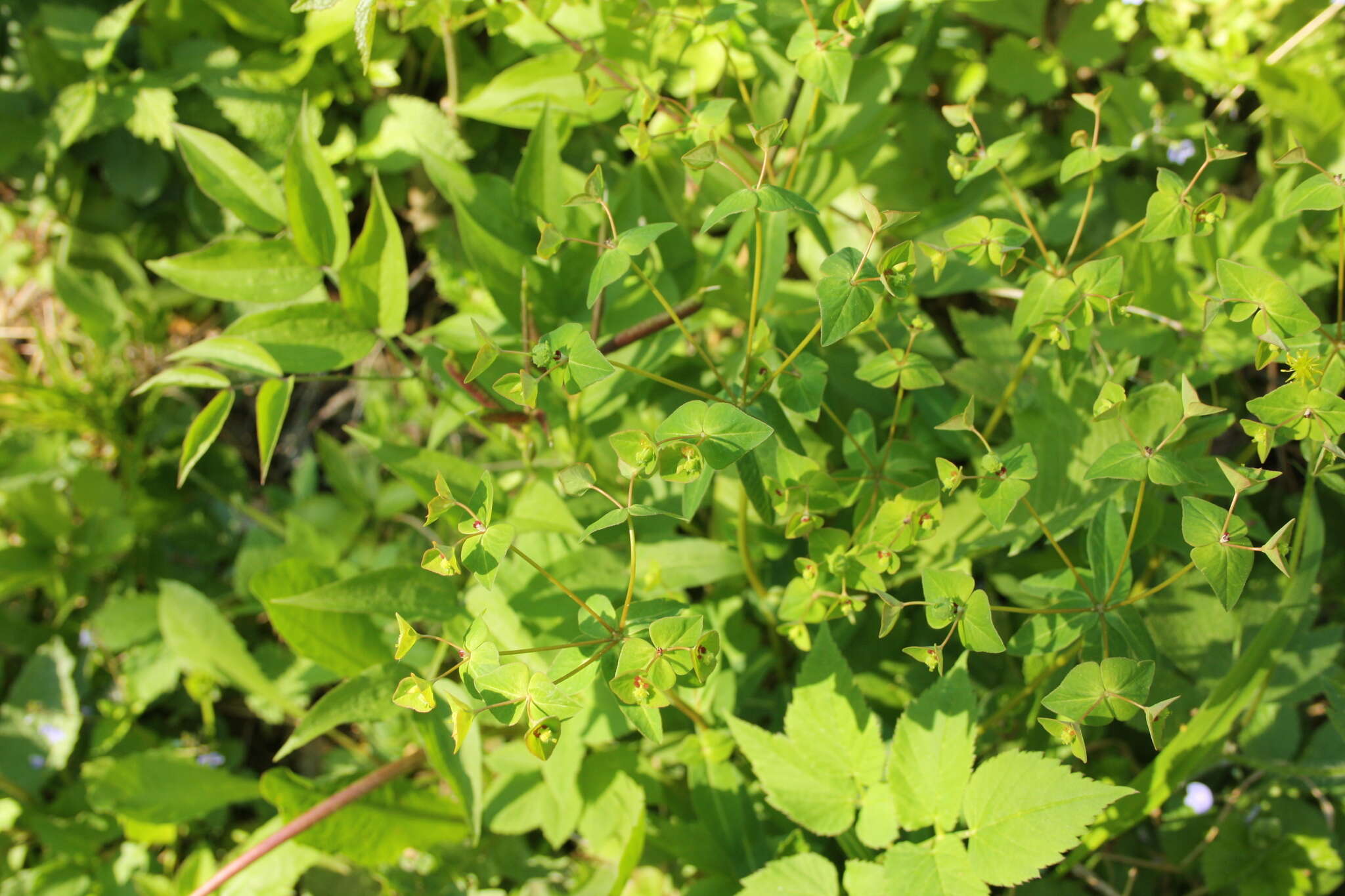 Image of sweet spurge