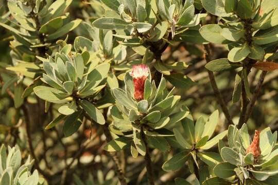 Plancia ëd Protea subvestita N. E. Br.