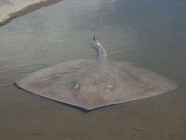 Image of Longnose Stingray