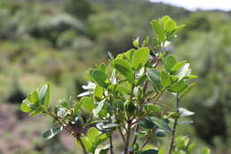 Image of Daphnopsis racemosa Griseb.