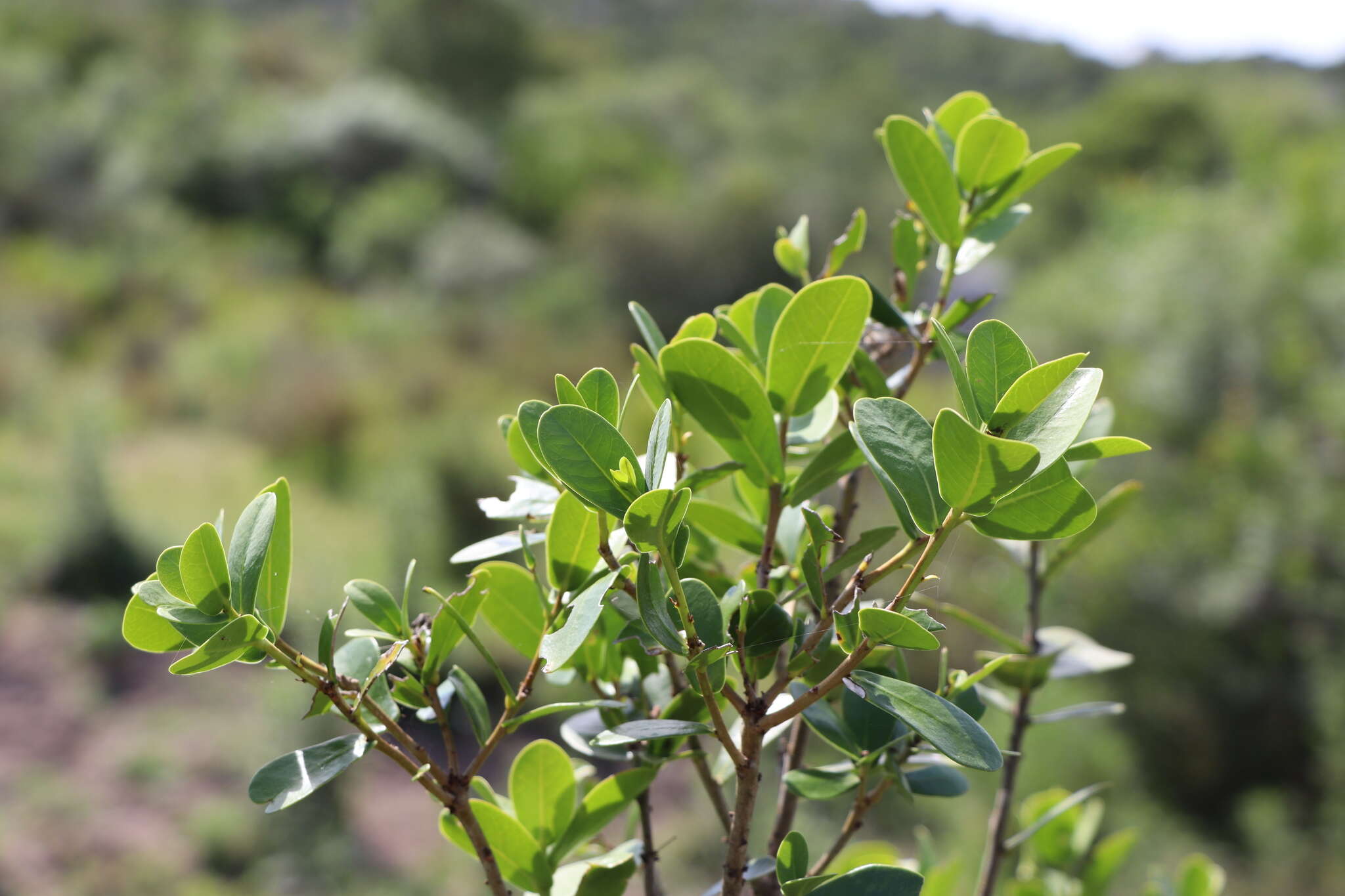 Image of Daphnopsis racemosa Griseb.