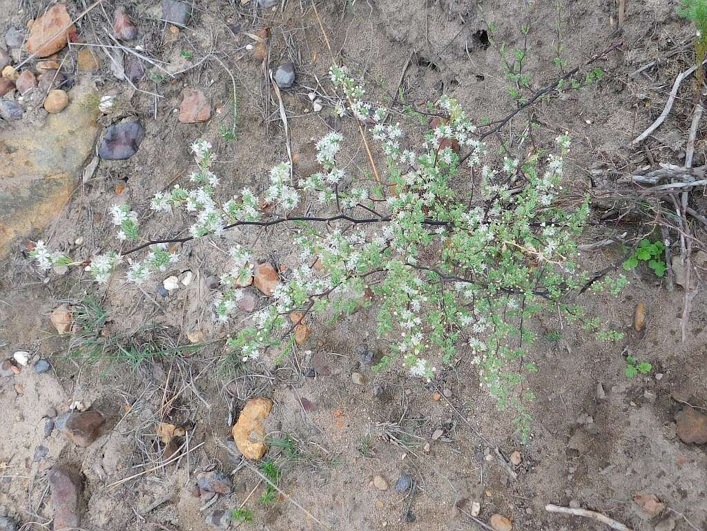 Image of Asparagus rubicundus P. J. Bergius