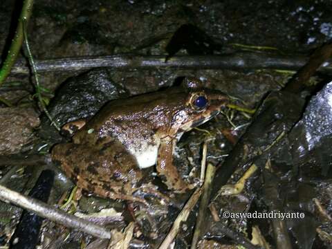 Image of Fanged River Frog