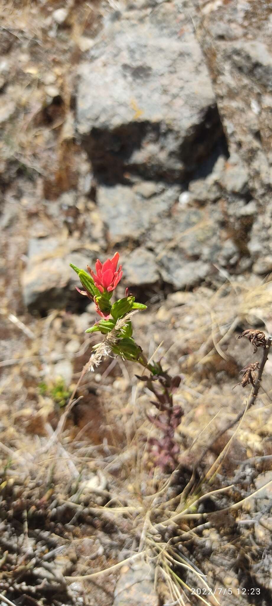 Image of Castilleja nubigena Kunth