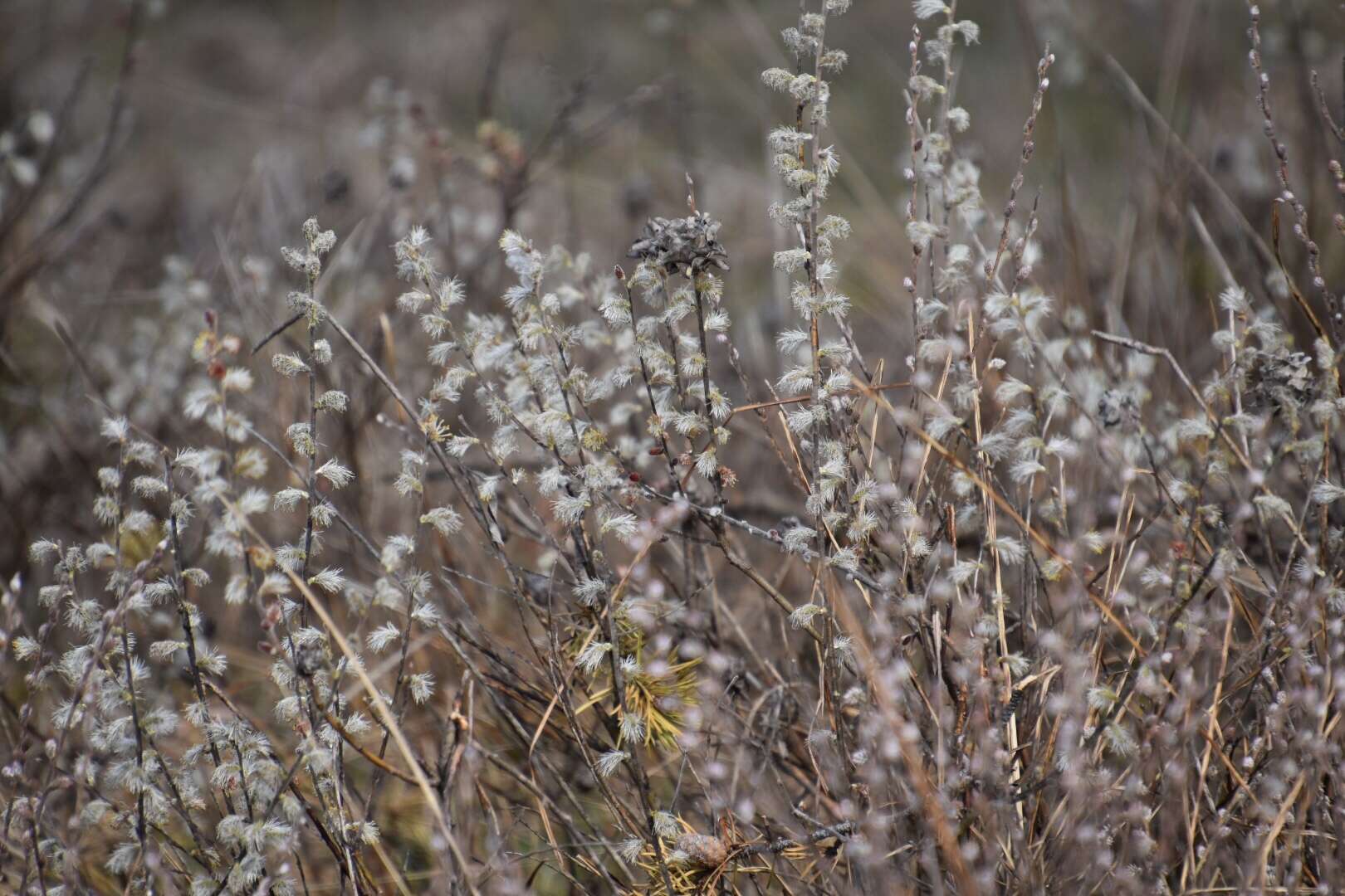 Image of prairie willow