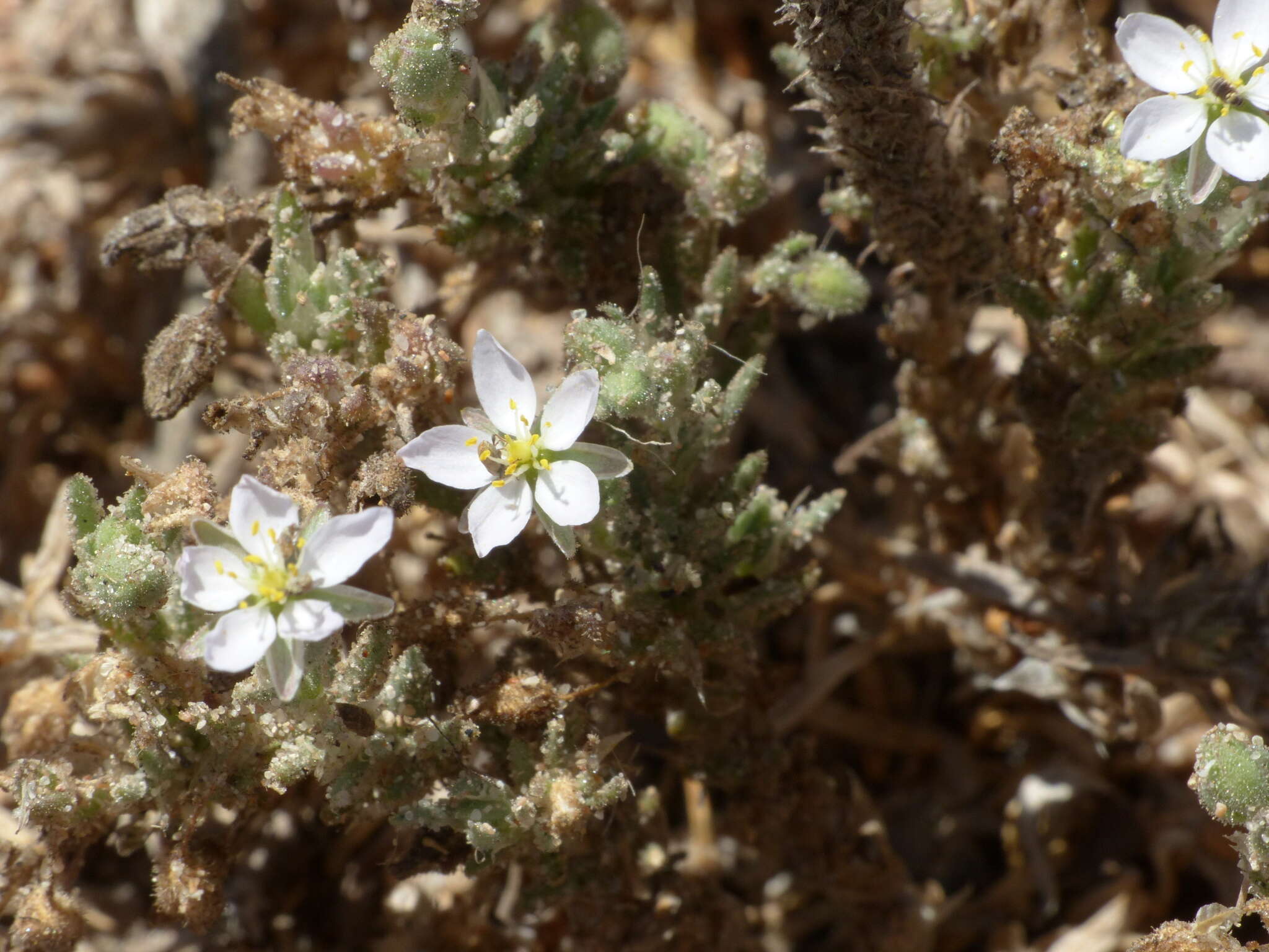 Image of Spergularia macrorrhiza (Req. ex Loisel.) Heynh.