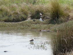 Image of Pied Stilt