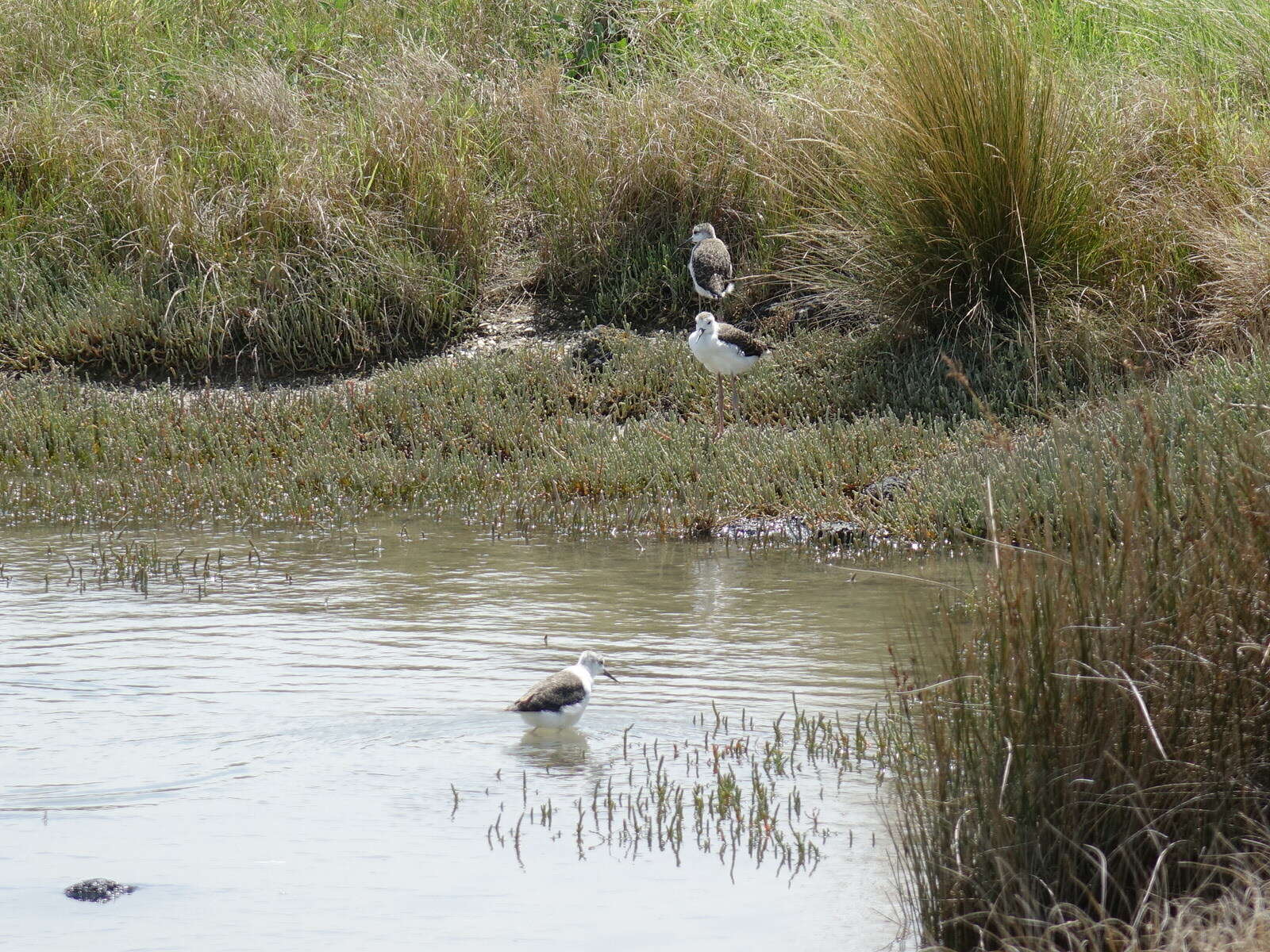 Image de Échasse d'Australie