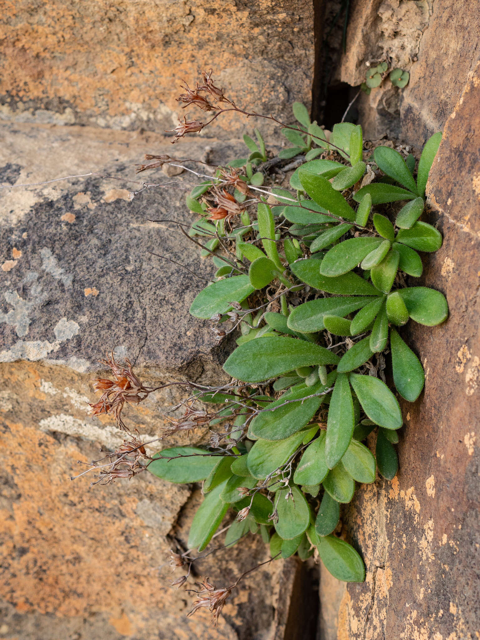 Imagem de Tylecodon faucium (Poelln.) H. Tölken