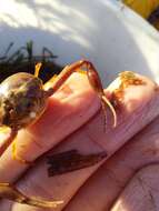 Image of Mediterranean nut crab