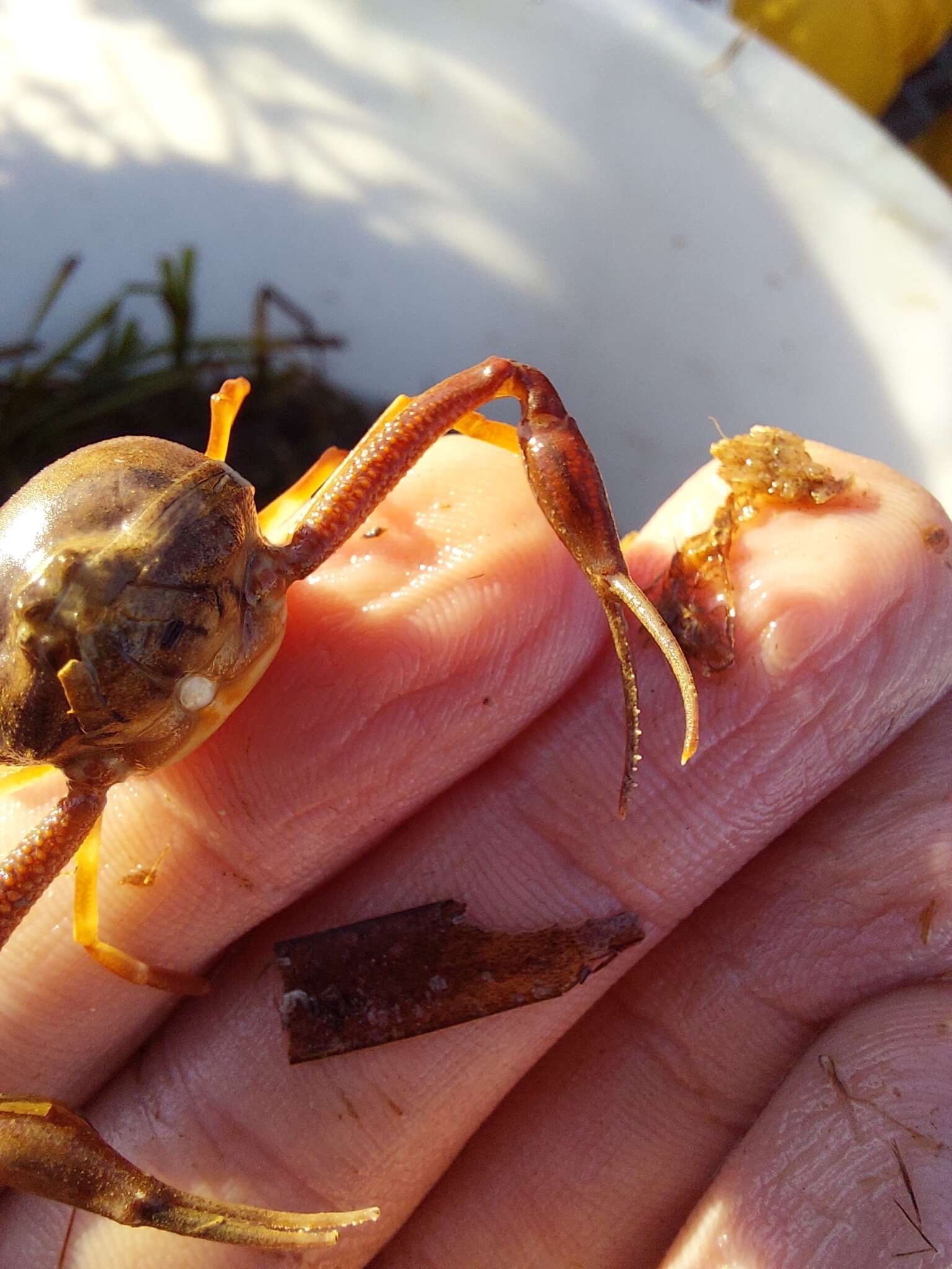 Image of Mediterranean nut crab