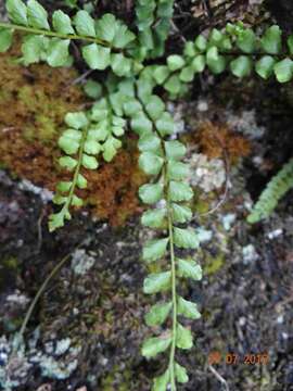 Plancia ëd Asplenium adulterinum Milde