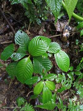 Image of Rhynchotechum formosanum Hatus.