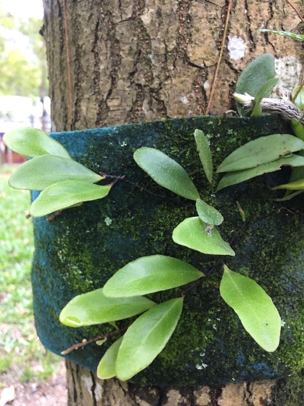 Image of lanceleaf tongue fern