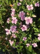 Imagem de Barleria obtusa Nees