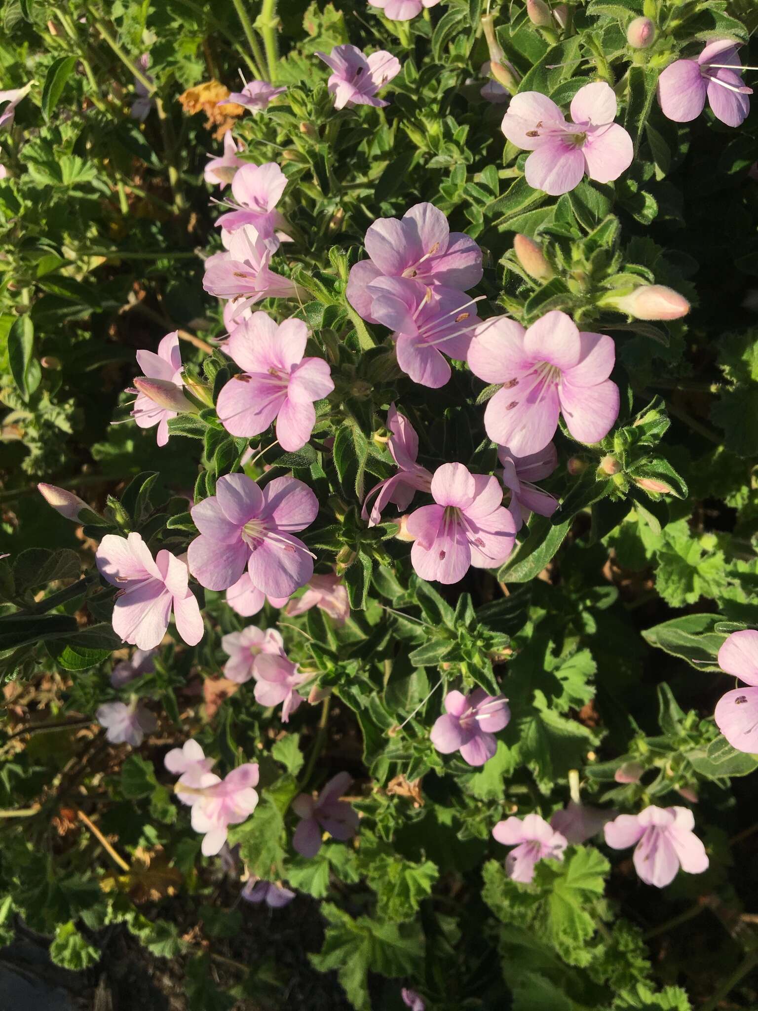 Imagem de Barleria obtusa Nees