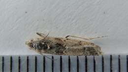 Ancylosis undulatella Clemens 1860 resmi