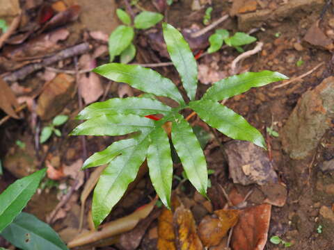 Image of Leptochilus ellipticus (Thunb.) Nooteboom