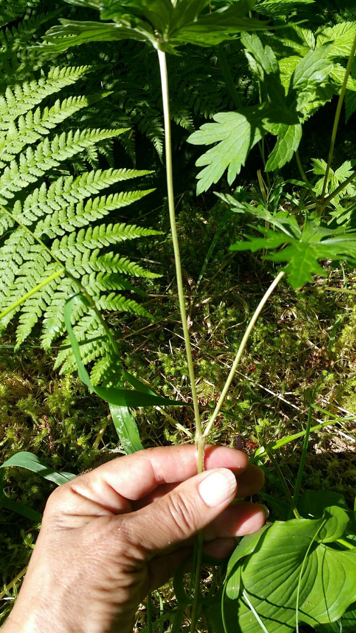 Imagem de Geranium erianthum DC.