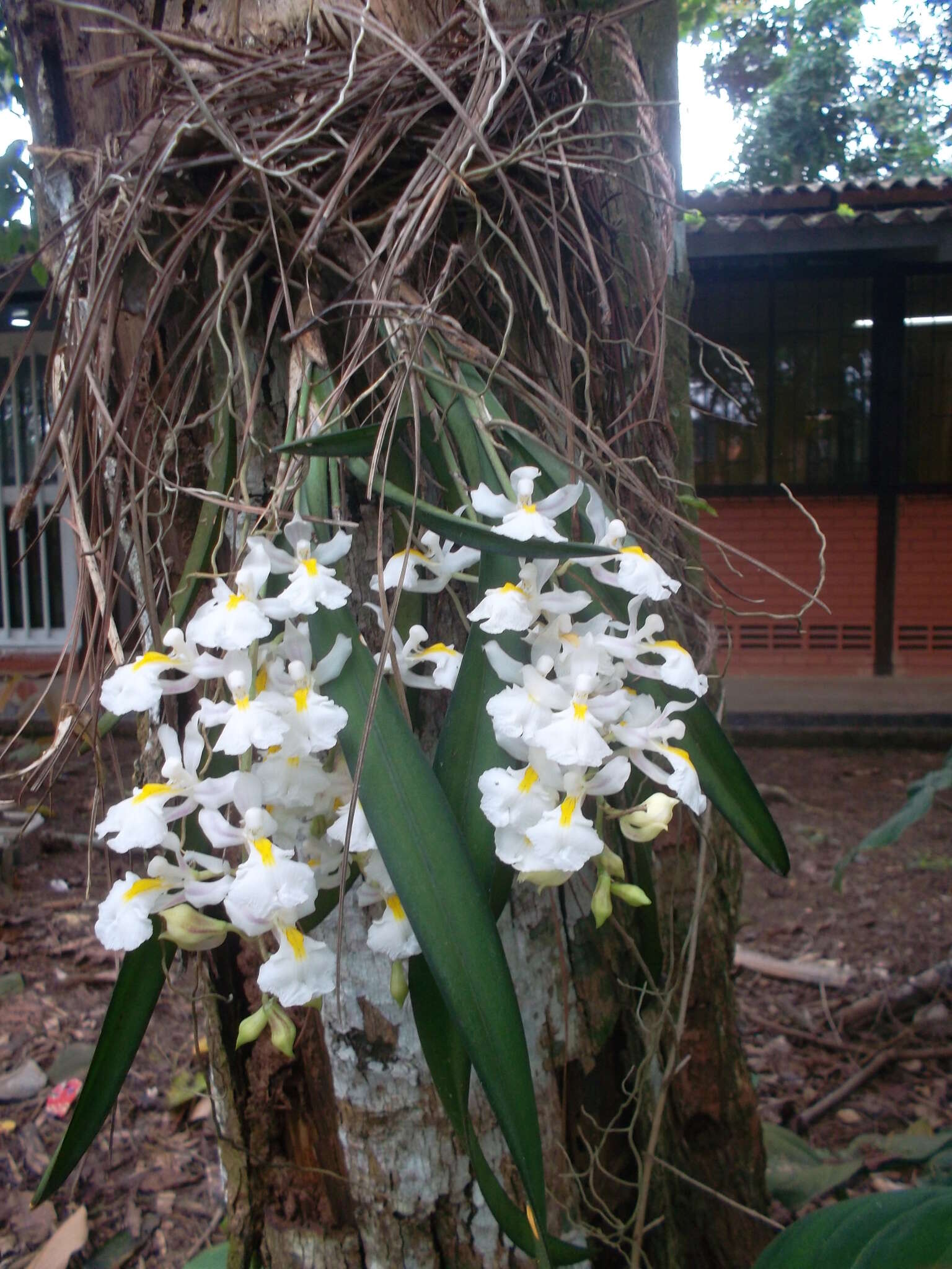 Image of Rodriguezia bracteata (Vell.) Hoehne