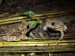 Image of Sclerophrys pusilla (Mertens 1937)