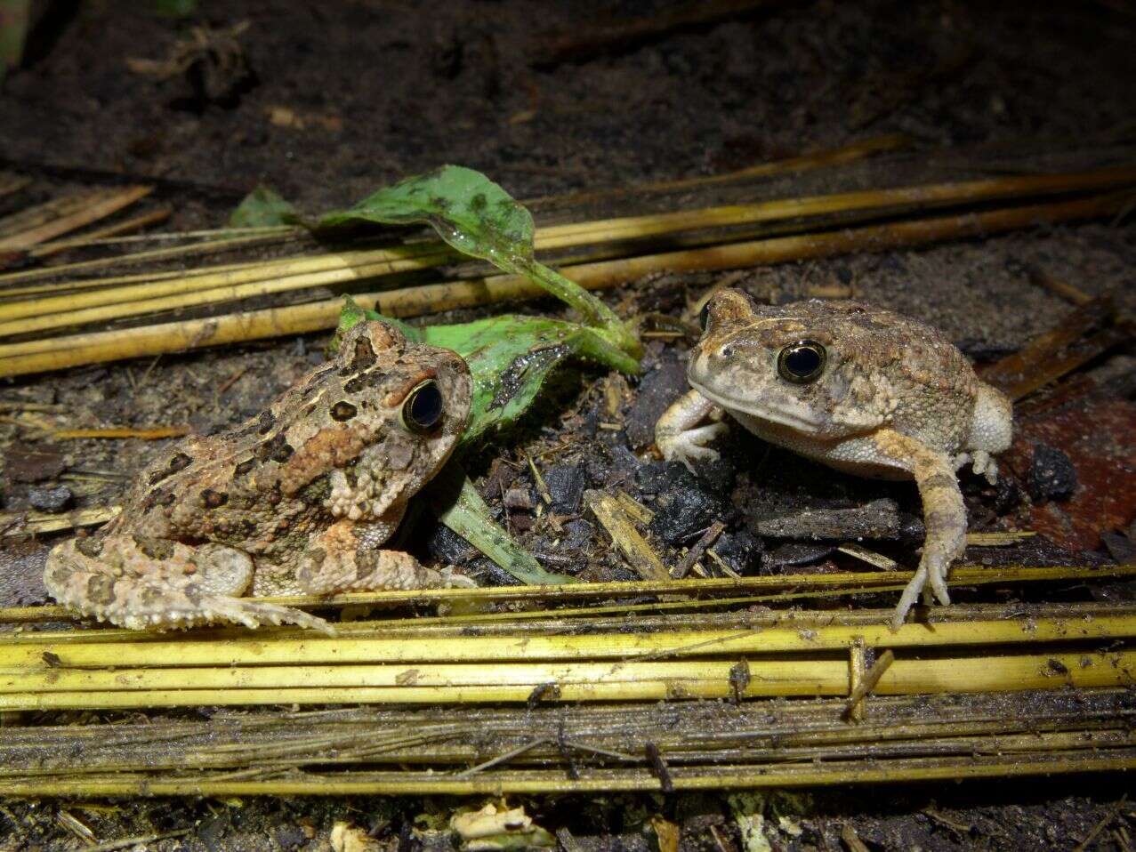 صورة Sclerophrys pusilla (Mertens 1937)