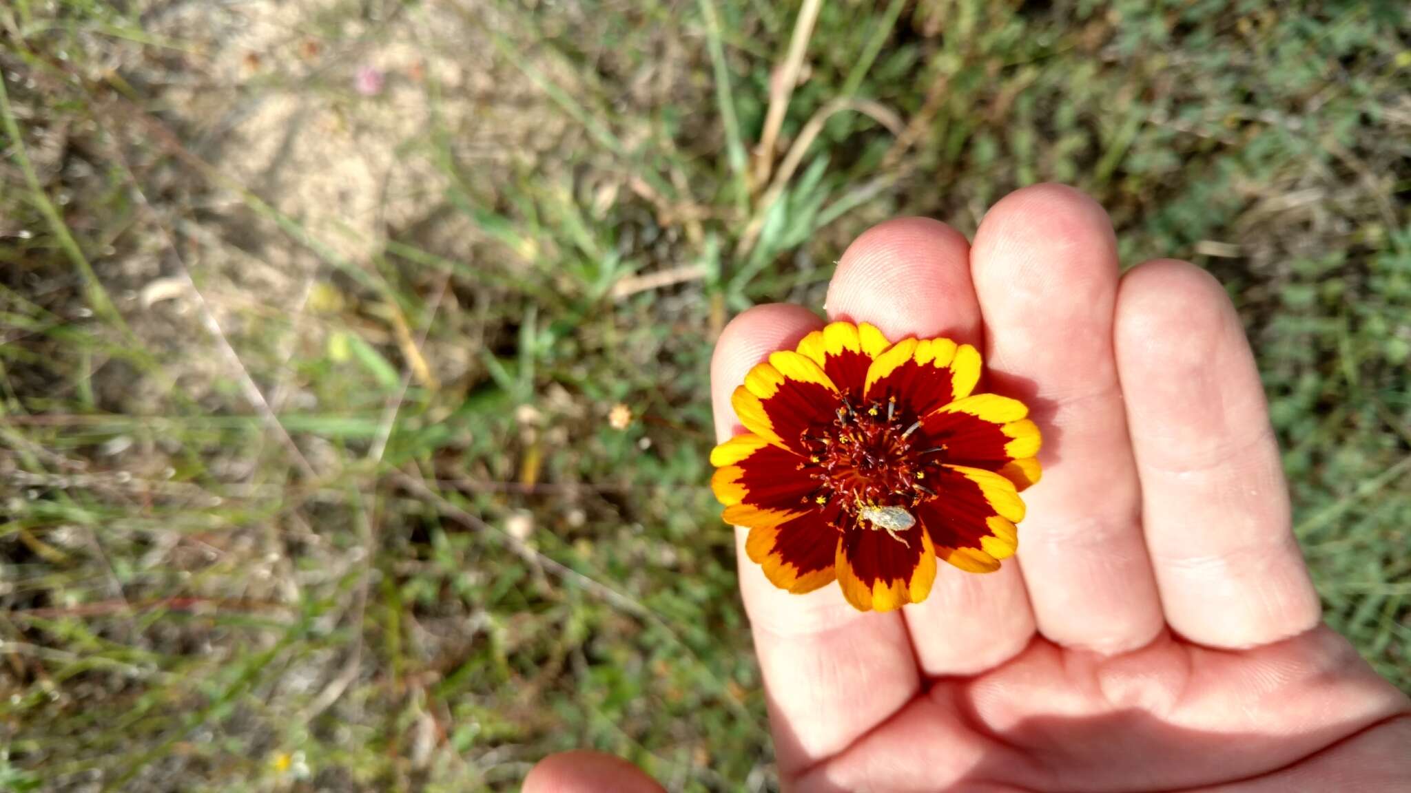 Image de Thelesperma burridgeanum (Regel, Korn. & Rach.) Blake