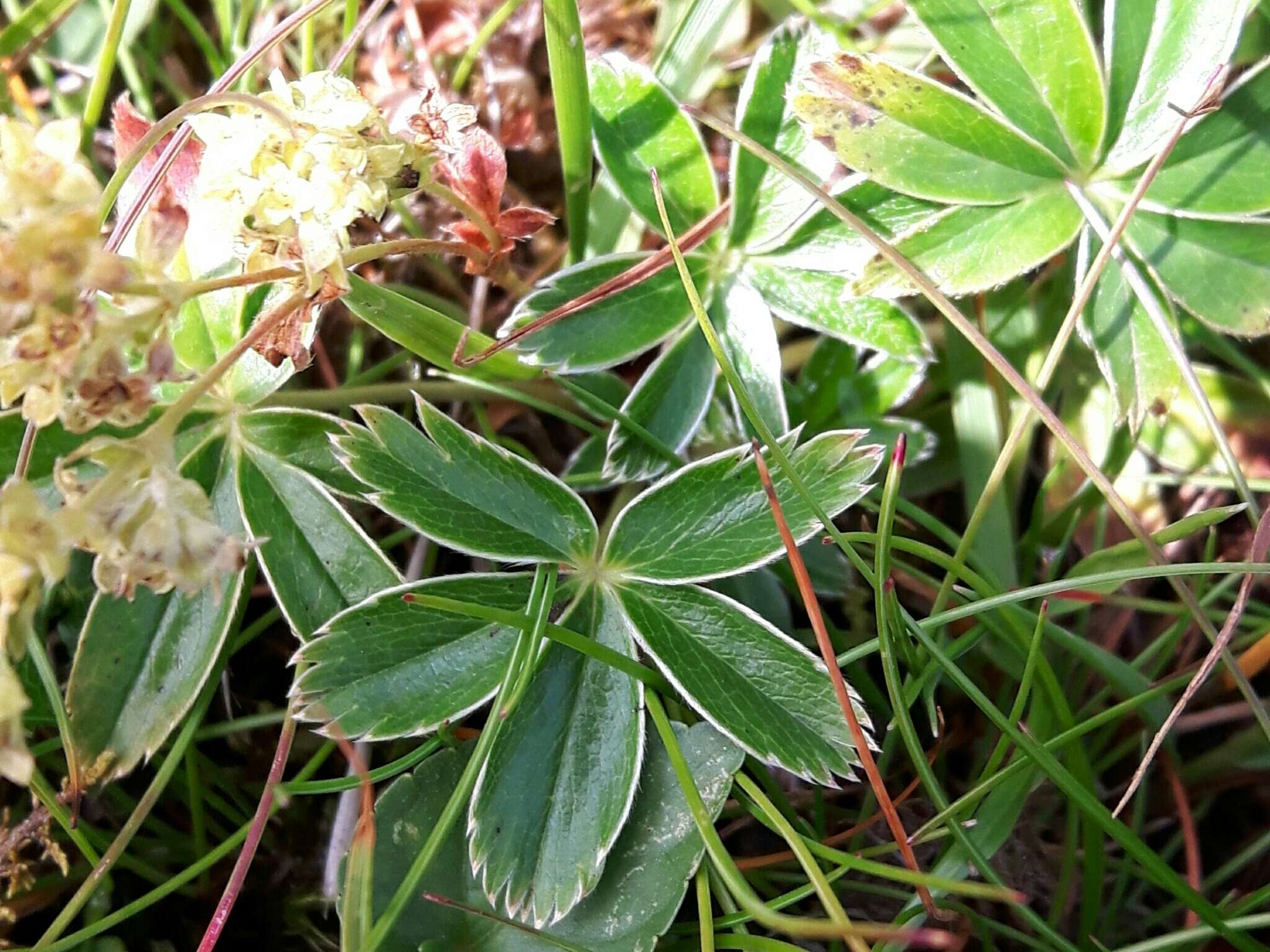 Image of Alpine Lady's-mantle