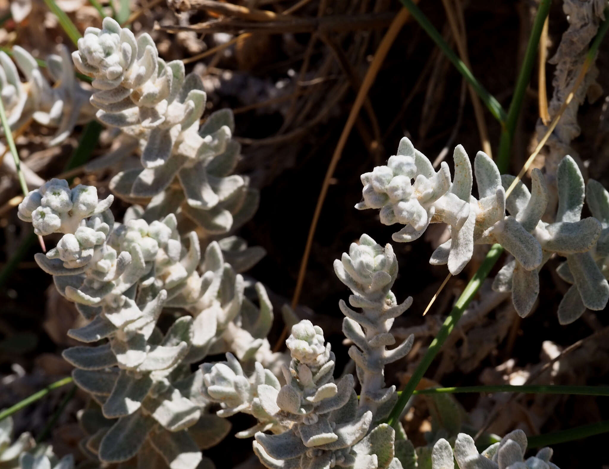 صورة Achillea maritima subsp. maritima