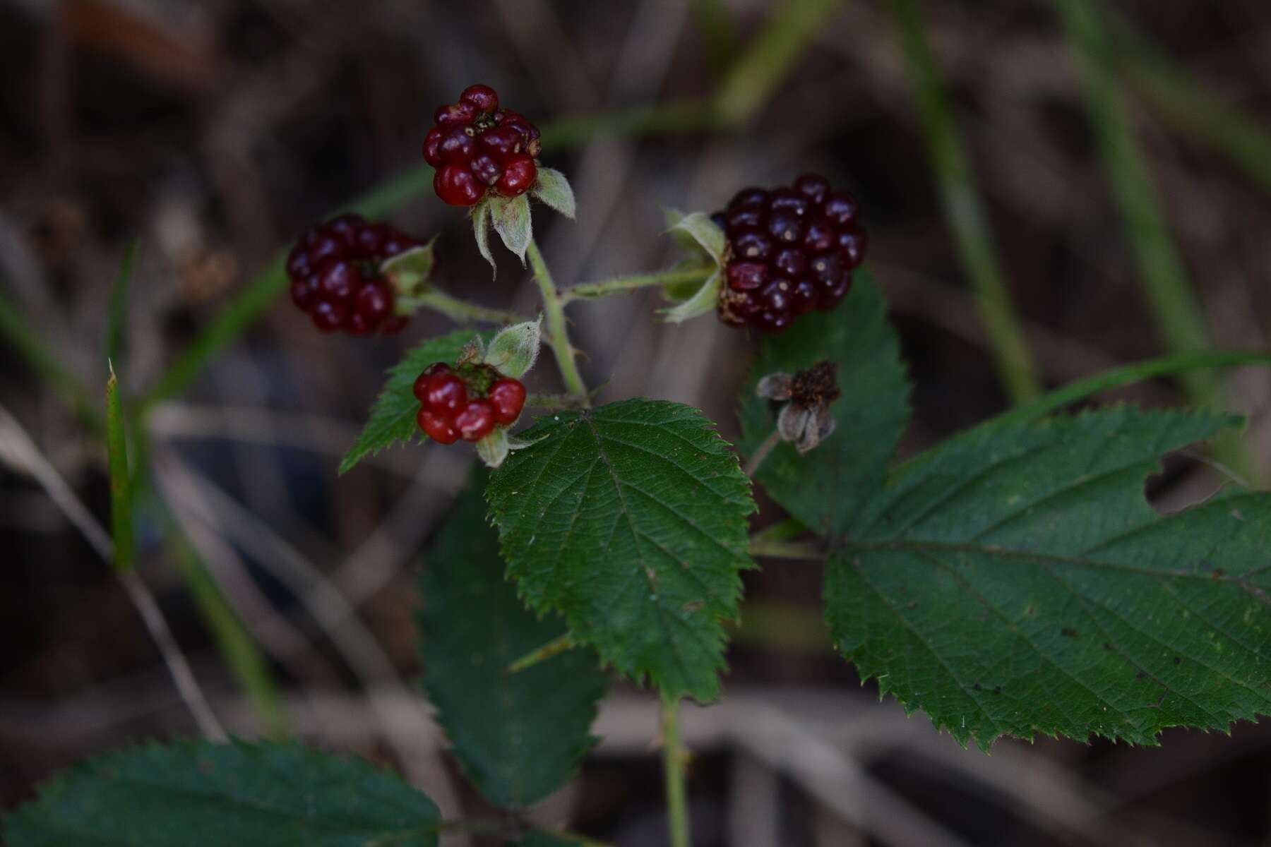 Image of Rubus sapidus Schltdl.
