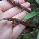 Image of Bulbophyllum scaberulum var. scaberulum