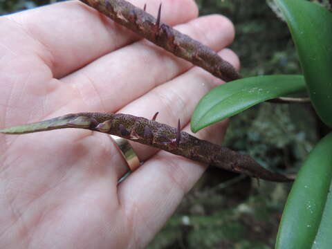 صورة Bulbophyllum scaberulum var. scaberulum