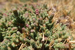 Image of Salicornia andina Phil.