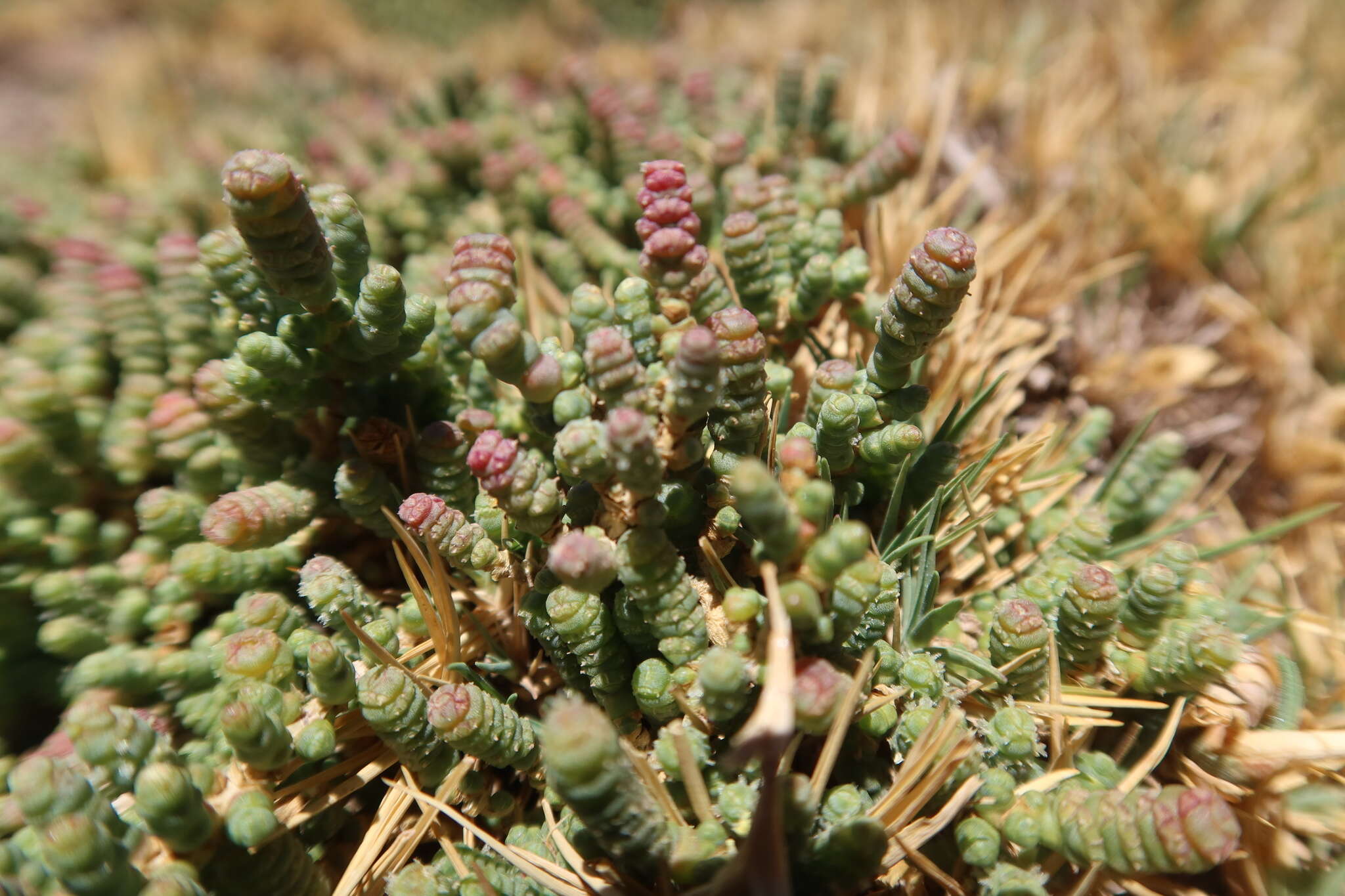 Image of Salicornia andina Phil.