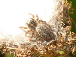 Image of Mogrus neglectus (Simon 1868)