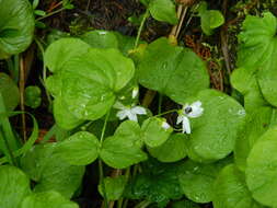 Claytonia cordifolia S. Wats. resmi