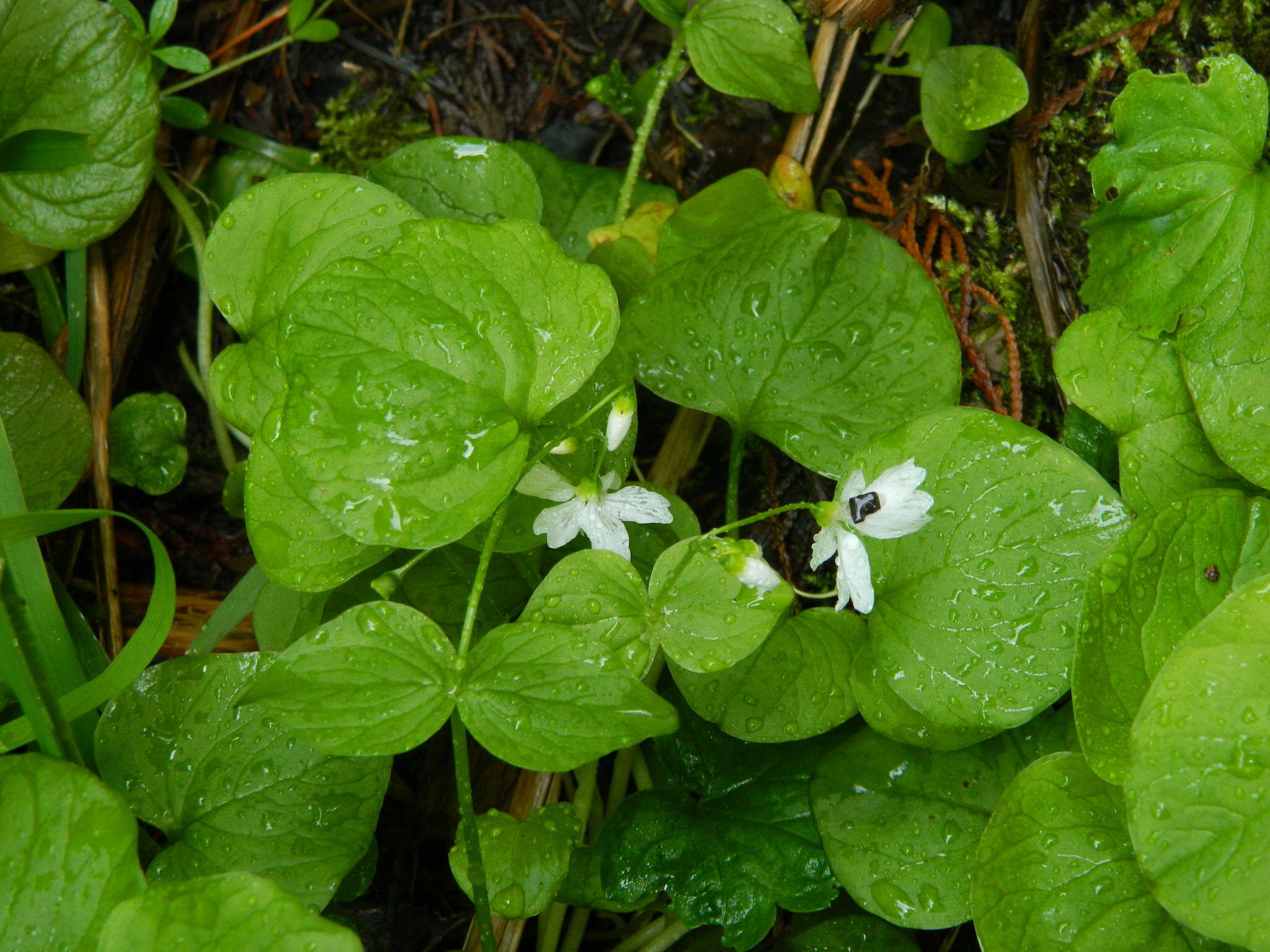 Claytonia cordifolia S. Wats. resmi